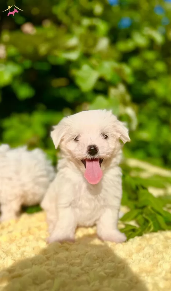 Kartopu Sevimli Irk Garantili Maltese Terrier Yavrular