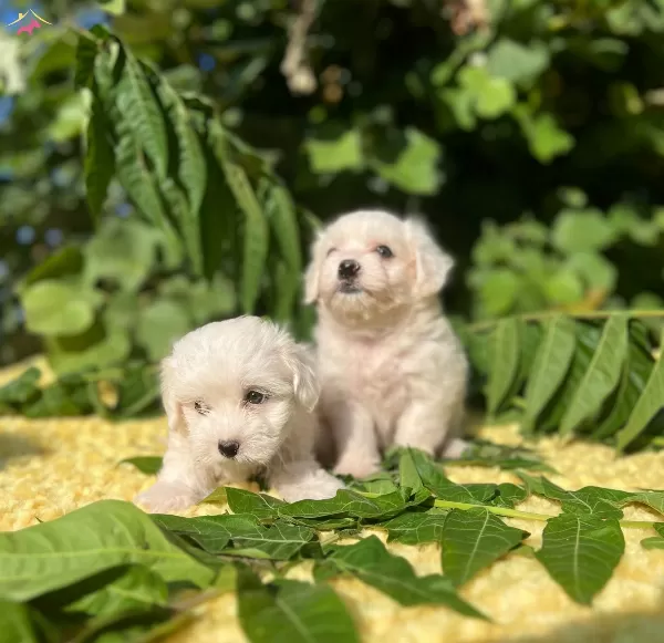 Kartopu Sevimli Irk Garantili Maltese Terrier Yavrular