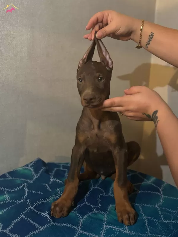 Muhteşem Anatomide Doberman Yavrularımız