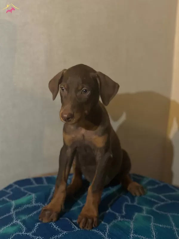 Muhteşem Anatomide Doberman Yavrularımız