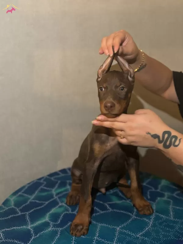 Muhteşem Anatomide Doberman Yavrularımız