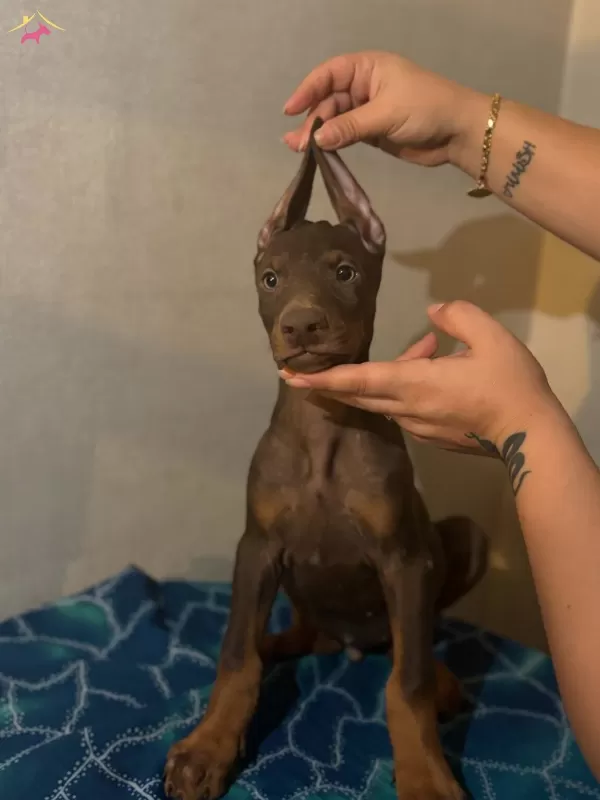 Muhteşem Anatomide Doberman Yavrularımız
