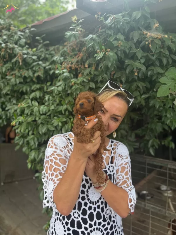 Efsane Mini Boy Toy Poodle Yavrularımız