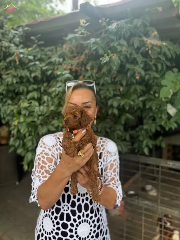 Efsane Mini Boy Toy Poodle Yavrularımız