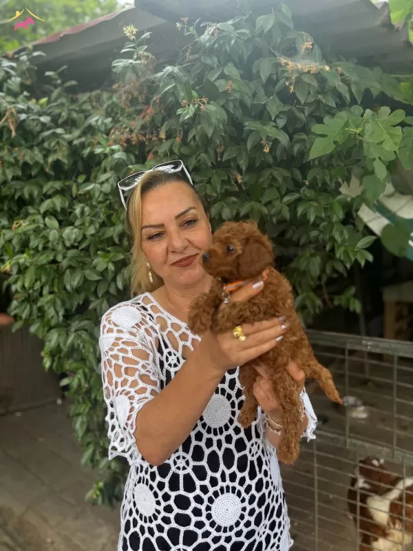 Efsane Mini Boy Toy Poodle Yavrularımız