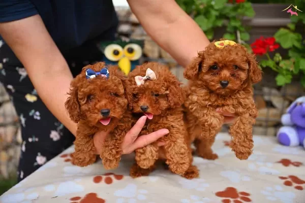 Toy Poodle Safkan Yavrularımız