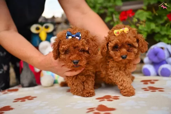 Toy Poodle Safkan Yavrularımız