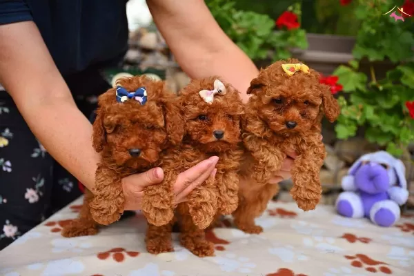 Toy Poodle Safkan Yavrularımız