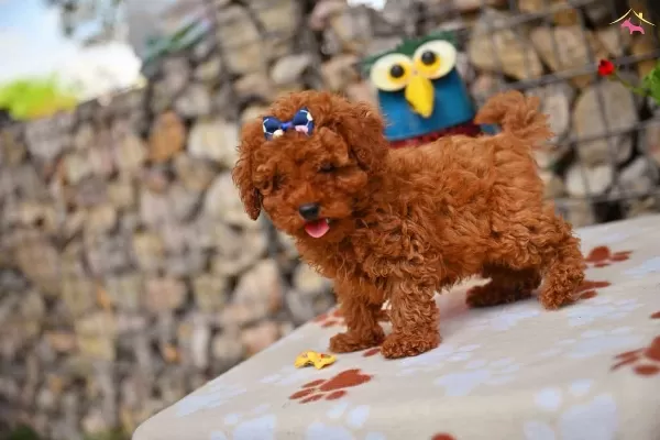Toy Poodle Safkan Yavrularımız