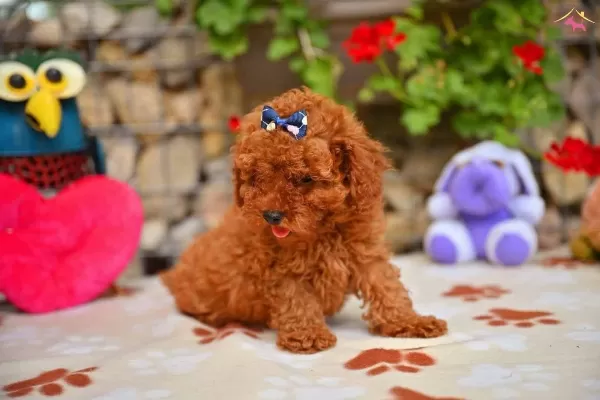 Toy Poodle Safkan Yavrularımız
