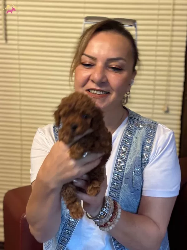 Irk Garantili Oyuncu Efsane Toy Poodle Yavrularımız