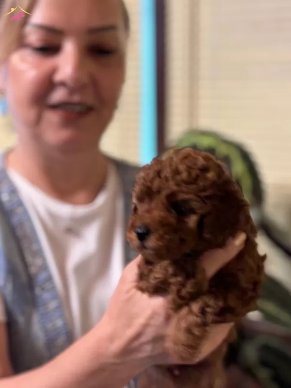Irk Garantili Oyuncu Efsane Toy Poodle Yavrularımız