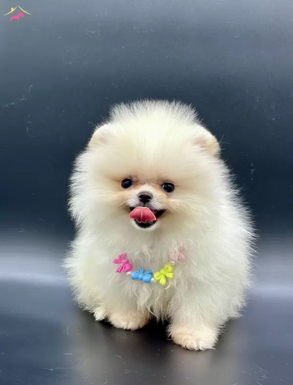 Irkının En Iyi Pomeranian Boo Yavruları