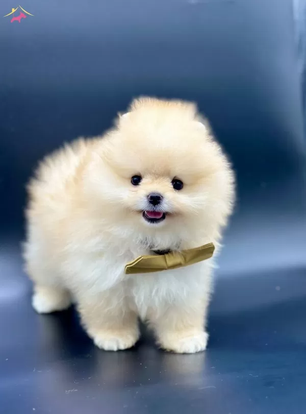 Irkının En Iyi Pomeranian Boo Yavruları