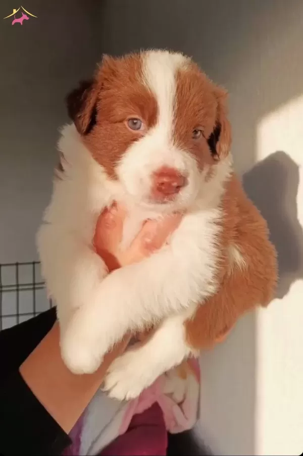 Safkan Border Collie Zeka Kupu Yavrular