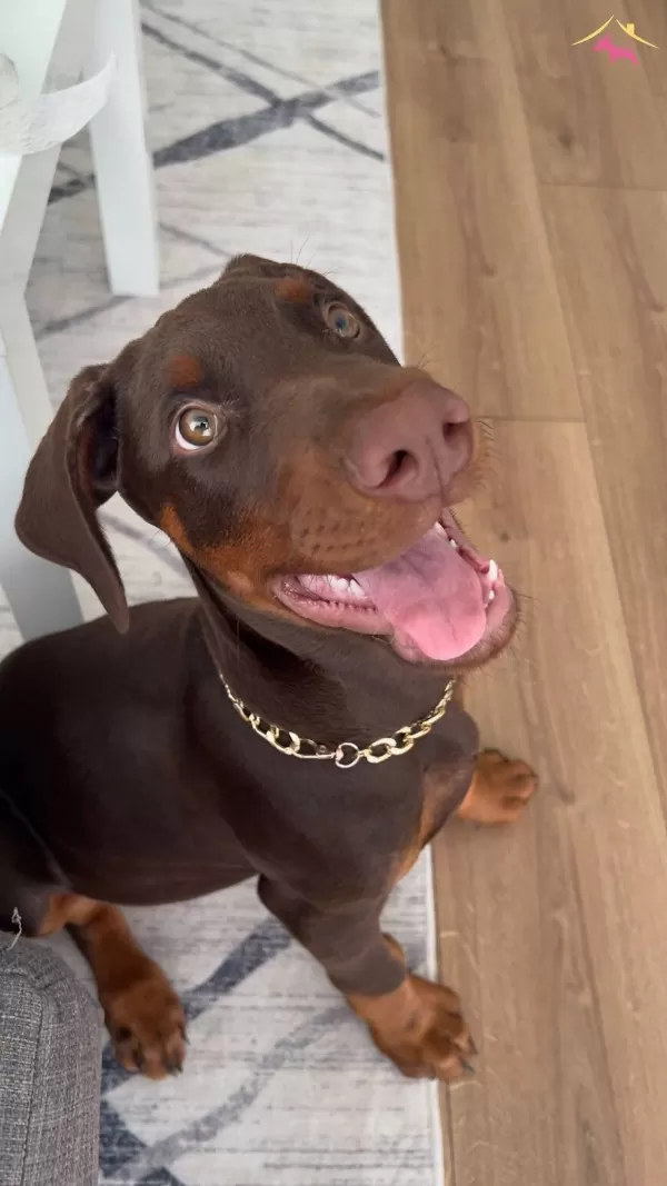 Europan King Doberman Yavrular