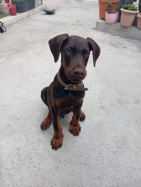Europan King Doberman Yavrular