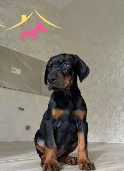 Europan King Doberman Yavrular