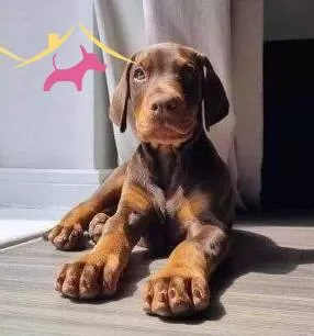 Europan King Doberman Yavrular