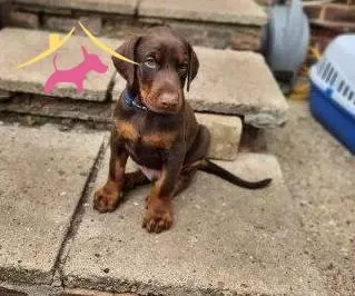 Europan King Doberman Yavrular