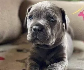 Dev Cane Corso Yavruları