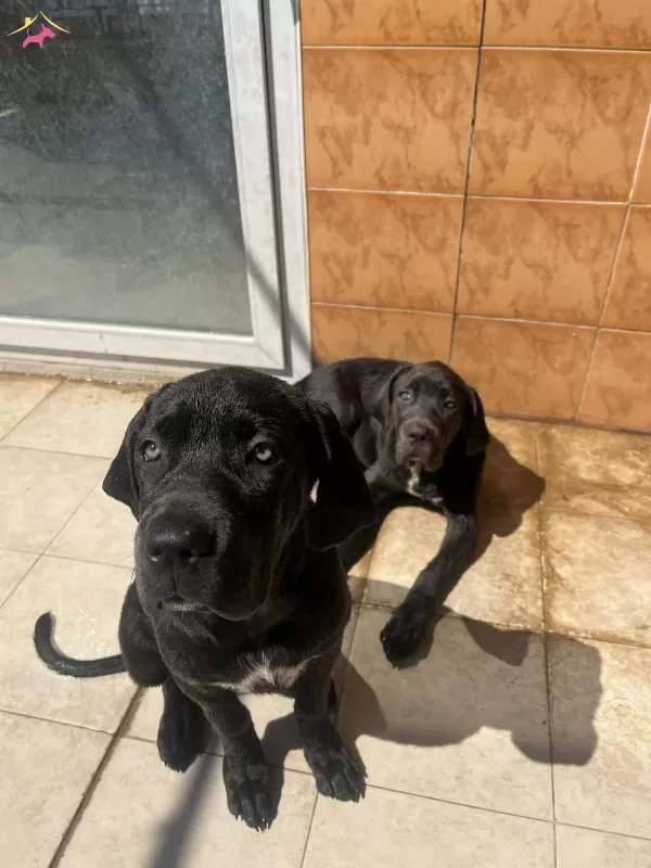 Dev Cane Corso Yavruları
