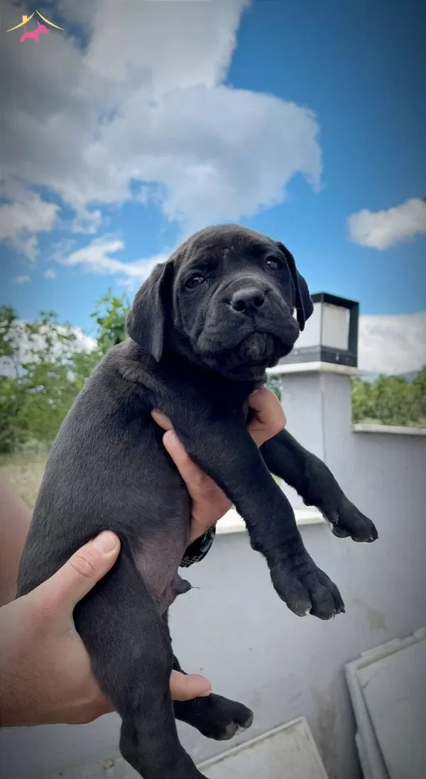 Dev Cane Corso Yavruları