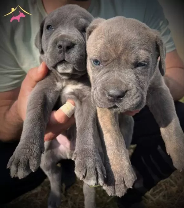 Dev Cane Corso Yavruları