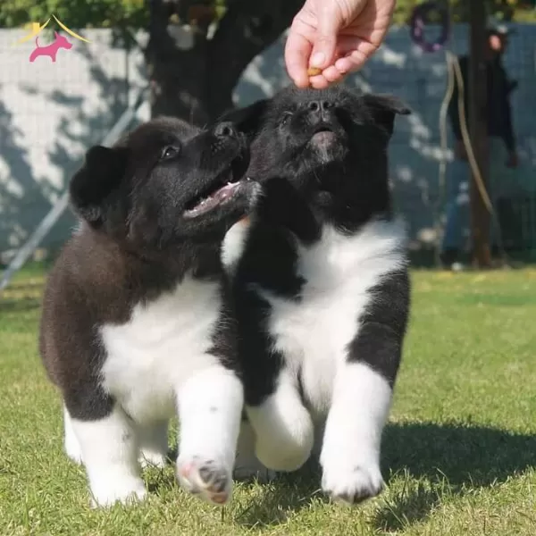 Safkan Akita Inu Yavrularımız