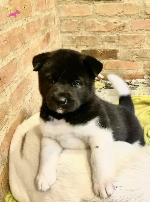 Safkan Akita Inu Yavrularımız