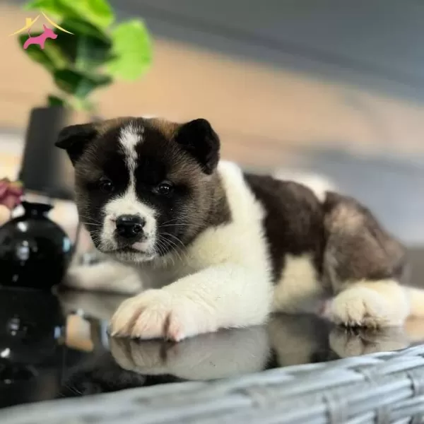 Safkan Akita Inu Yavrularımız