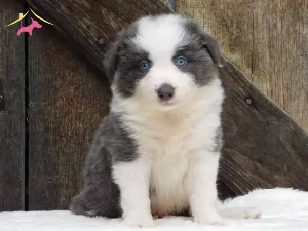 Akıl Kupu Border Collie Yavrular