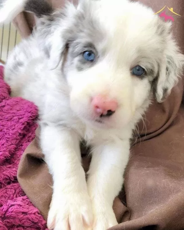 Akıl Kupu Border Collie Yavrular