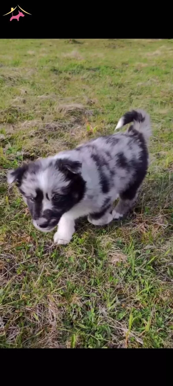 Akıl Kupu Border Collie Yavrular