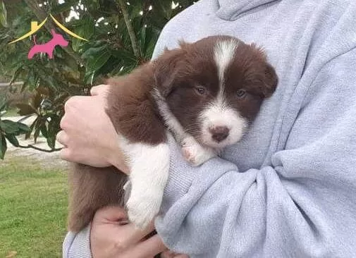 Akıl Kupu Border Collie Yavrular
