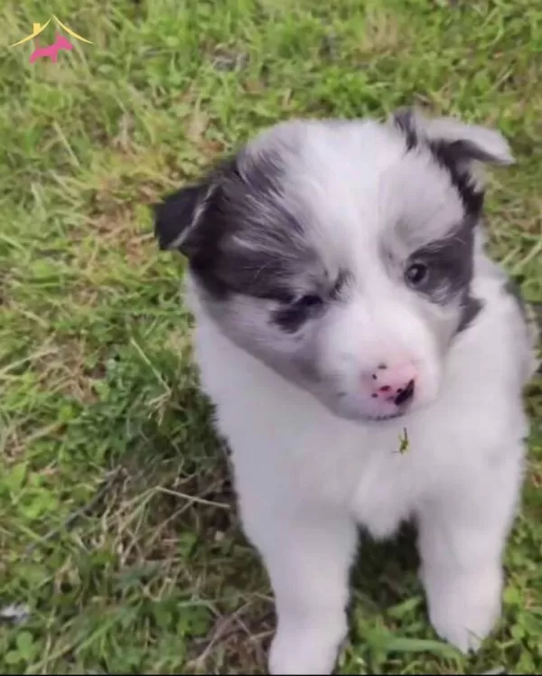 Akıl Kupu Border Collie Yavrular