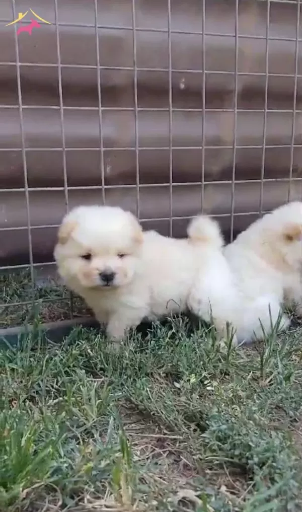 Ayı Teddy Chow Chow Yavrular