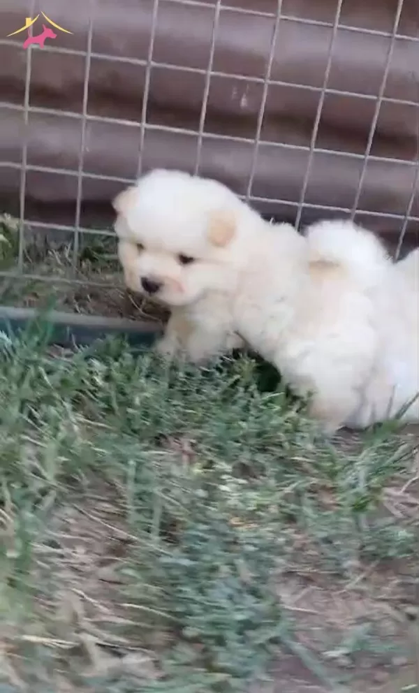 Ayı Teddy Chow Chow Yavrular