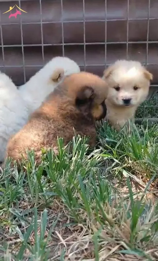 Ayı Teddy Chow Chow Yavrular