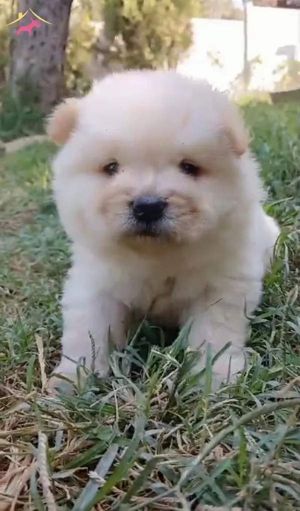 Ayı Teddy Chow Chow Yavrular