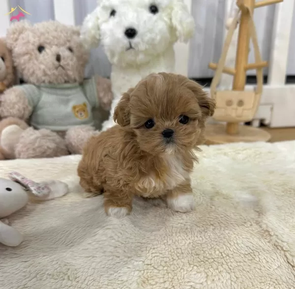 Babyface Korean Mini Maltipoo