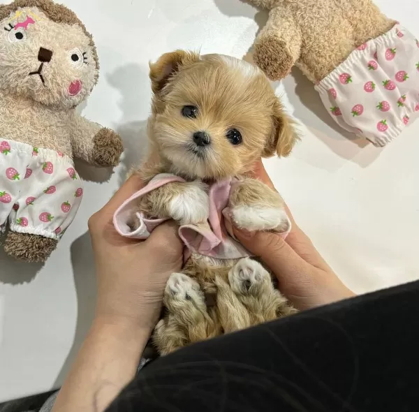 Babyface Korean Mini Maltipoo