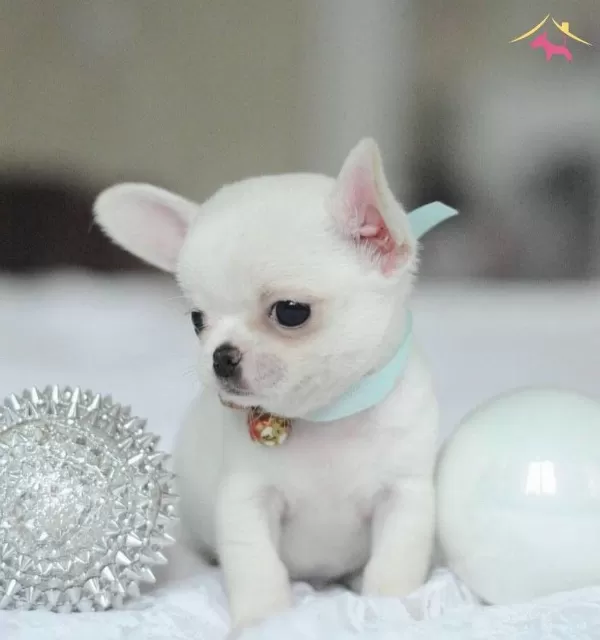 Elma Kafa Xs Mini Chihuahua Yavrularımiz Saglik Garantili