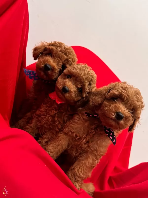 Orjinal Kg Garantili Toy Poodle