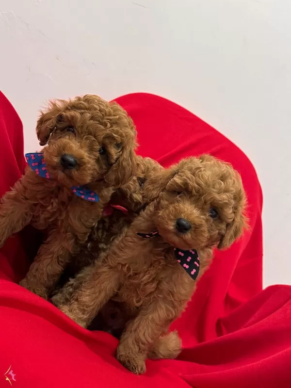 Orjinal Kg Garantili Toy Poodle