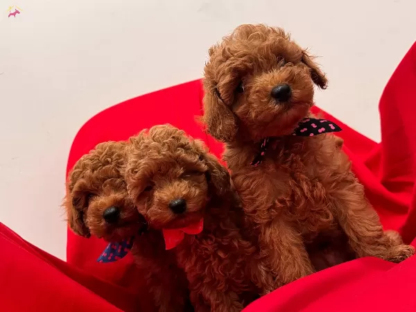 Orjinal Kg Garantili Toy Poodle