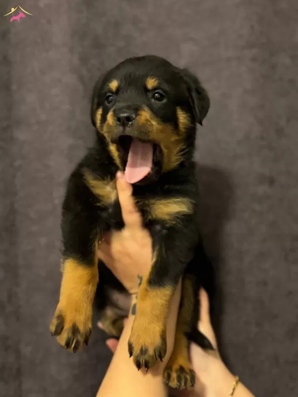 Irk Ve Sağlık Garantili Rottweiler Yavrularım