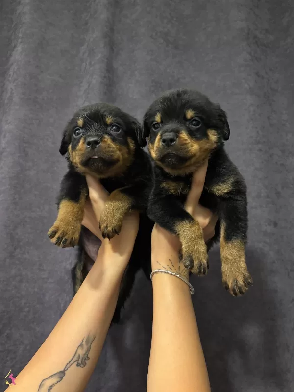 Irk Ve Sağlık Garantili Rottweiler Yavrularım