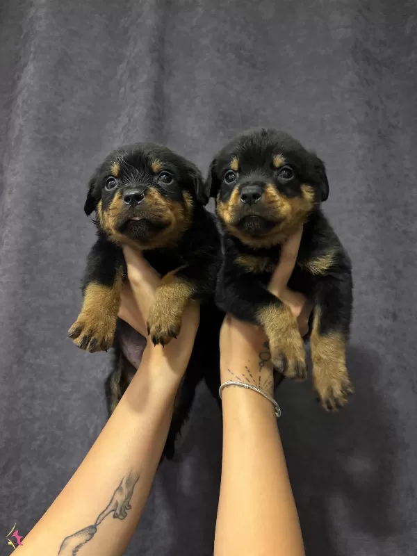Irk Ve Sağlık Garantili Rottweiler Yavrularım