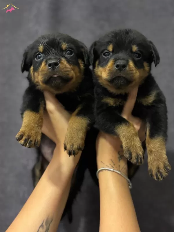 Irk Ve Sağlık Garantili Rottweiler Yavrularım
